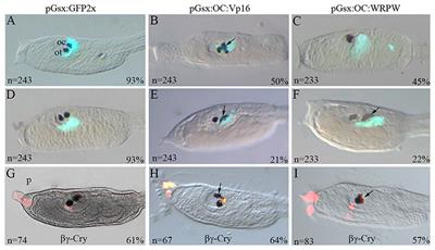 Onecut Regulates Core Components of the Molecular Machinery for Neurotransmission in Photoreceptor Differentiation